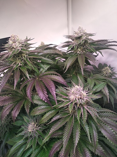 Growreport Bild 2