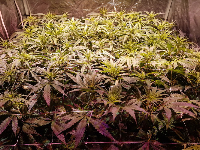 Growreport Bild 9