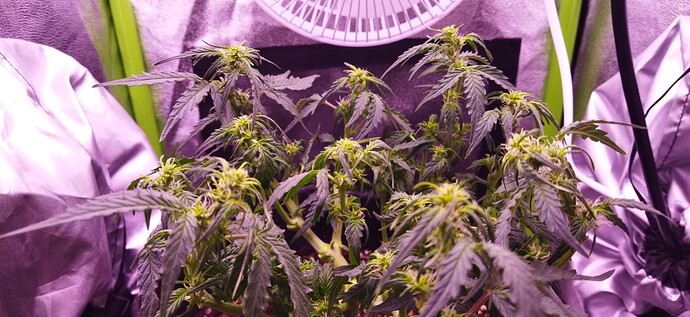 Growreport Bild 71