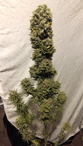 Growreport Bild 17