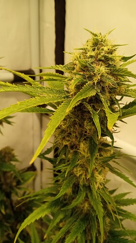 Growreport Bild 20