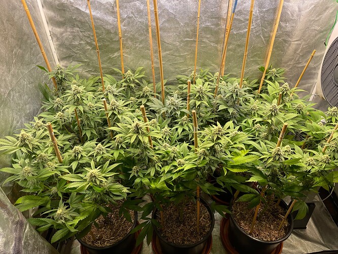 Growreport Bild 3