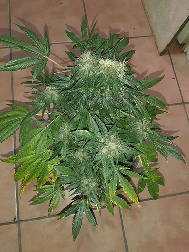Growreport Bild 2