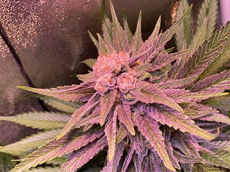 Growreport Bild 9