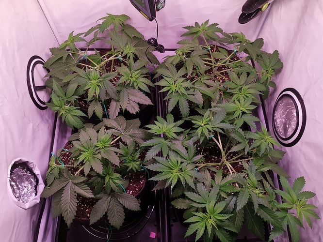 Growreport Bild 13