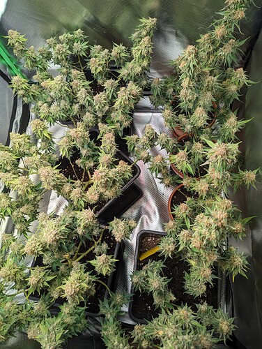 Growreport Bild 4