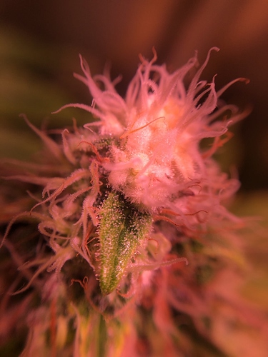 Growreport Bild 9