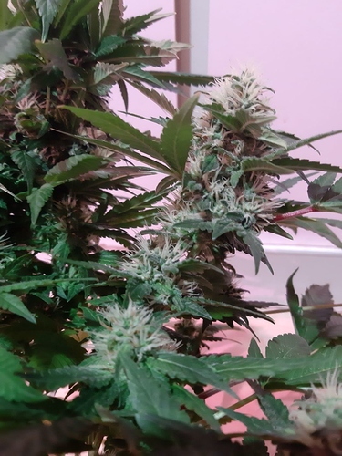 Growreport Bild 9