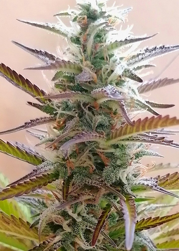 Growreport Bild 6