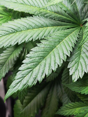 Growreport Bild 5