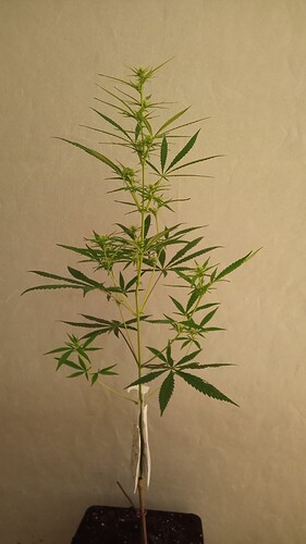Growreport Bild 23