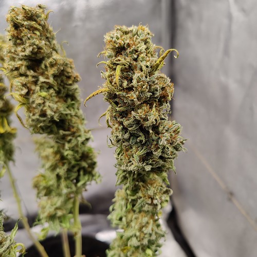 Growreport Bild 38