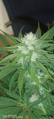 Growreport Bild 24