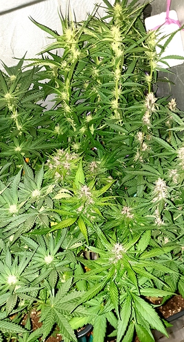 Growreport Bild 2