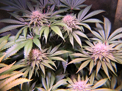 Growreport Bild 30