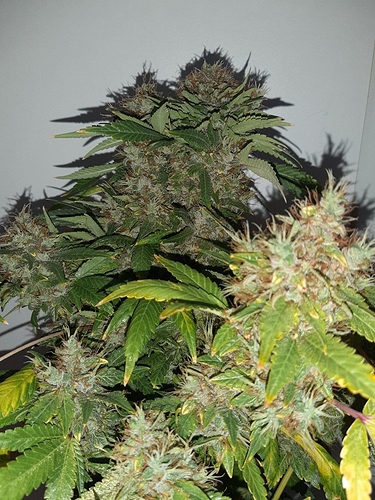 Growreport Bild 3