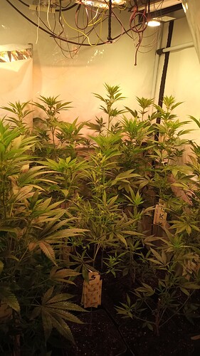 Growreport Bild 17