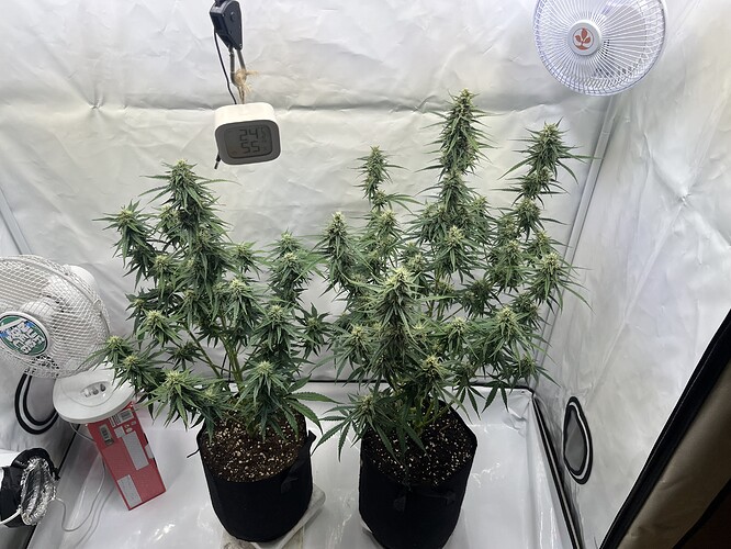 Growreport Bild 46