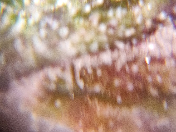 Growreport Bild 31