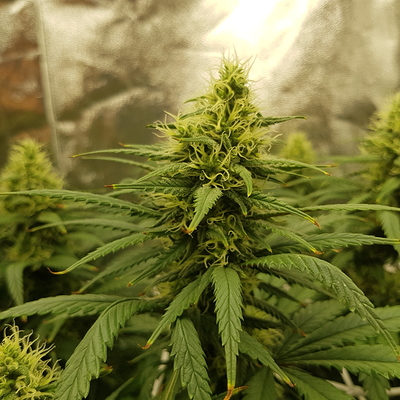 Growreport Bild 4