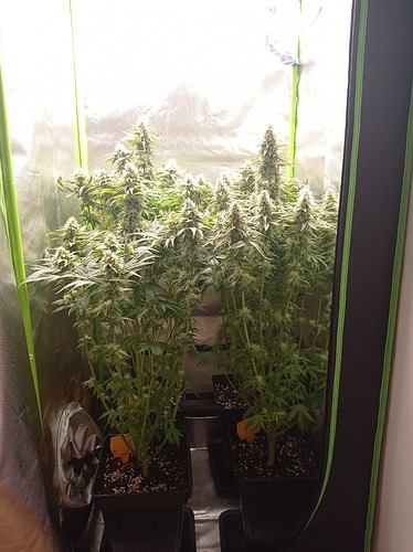 Growreport Bild 3