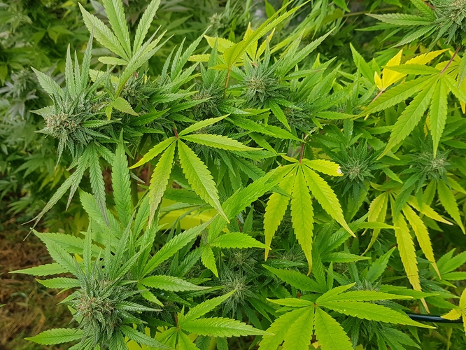 Growreport Bild 2