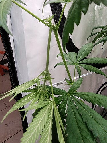Growreport Bild 103