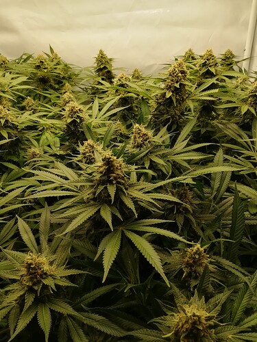 Growreport Bild 12