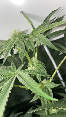Growreport Bild 9