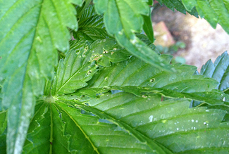 Growreport Bild 7