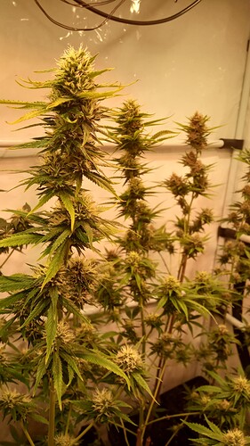 Growreport Bild 43