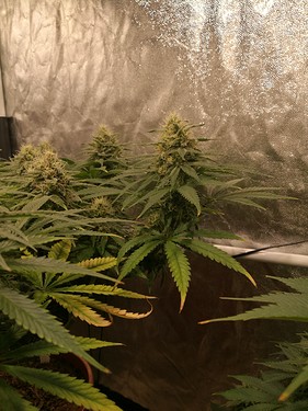 Growreport Bild 22
