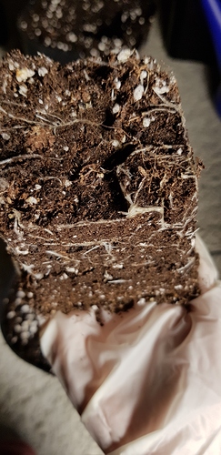 Growreport Bild 7