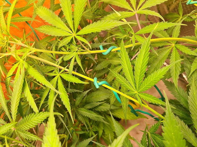 Growreport Bild 18