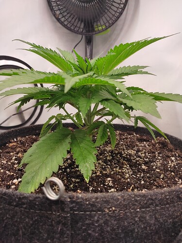Growreport Bild 5
