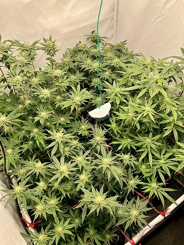Growreport Bild 2