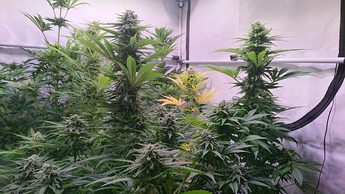 Growreport Bild 3