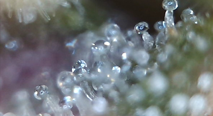Growreport Bild 9