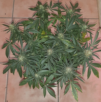 Growreport Bild 2