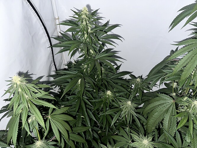 Growreport Bild 9