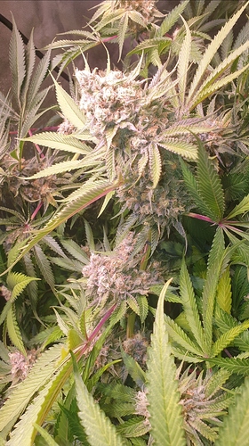Growreport Bild 3