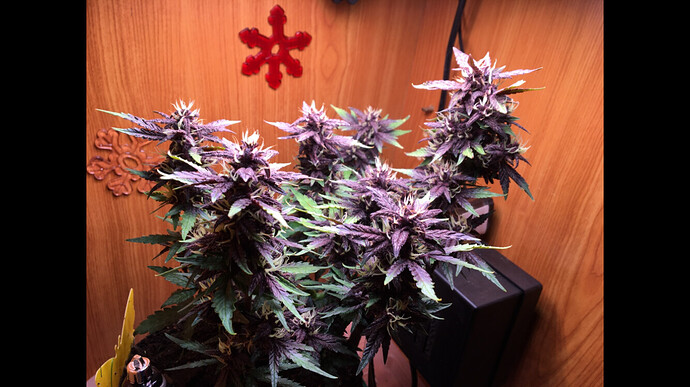 Growreport Bild 8