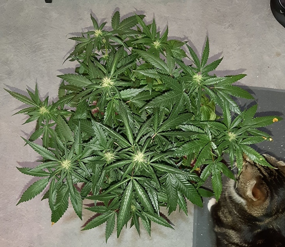 Growreport Bild 2