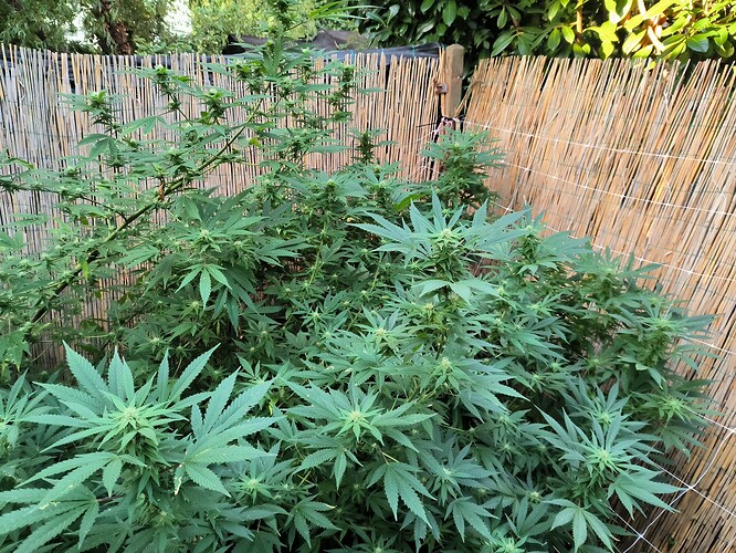 Growreport Bild 6