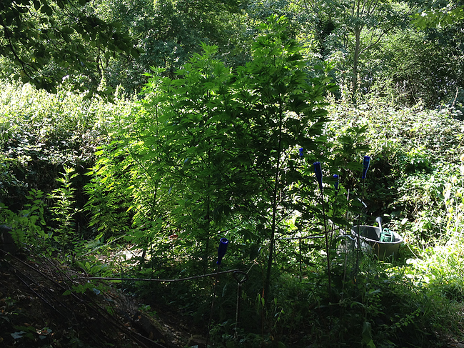 Jungle0819