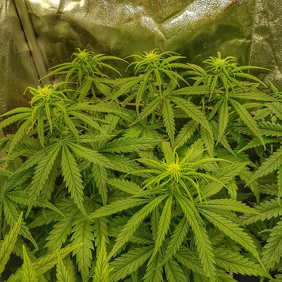 Growreport Bild 9