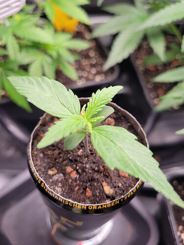 Growreport Bild 9