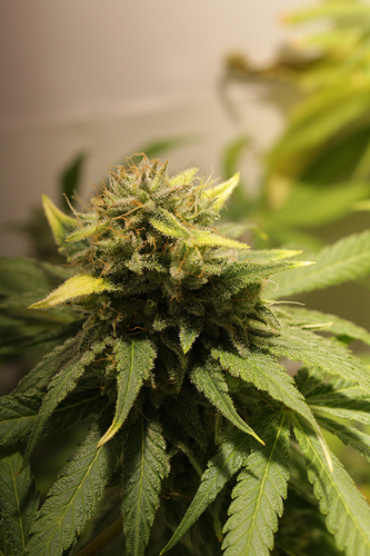 Growreport Bild 4