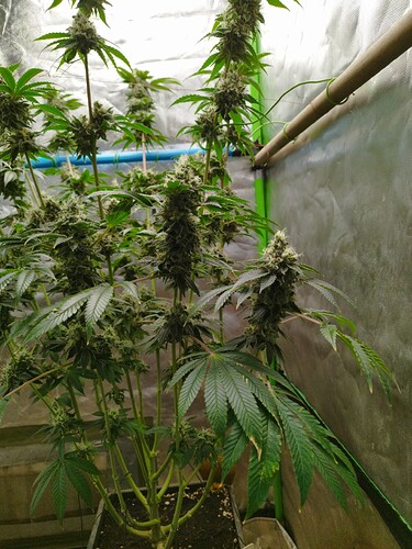Growreport Bild 2