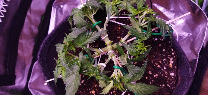 Growreport Bild 53